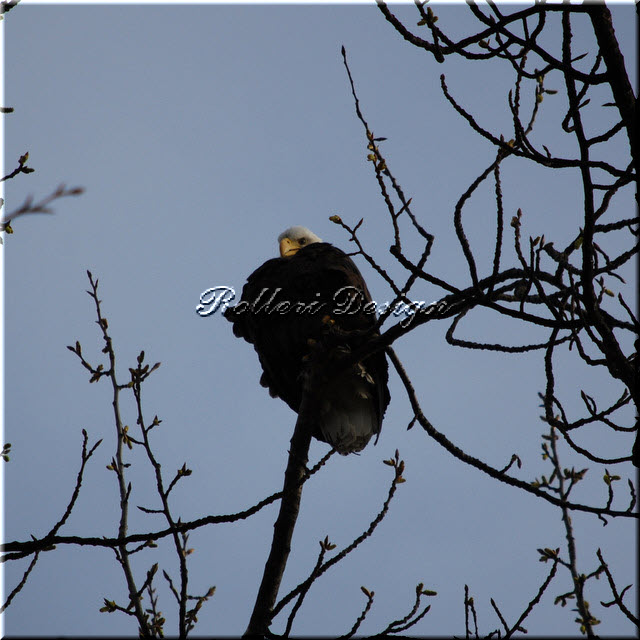 Alki Eagle