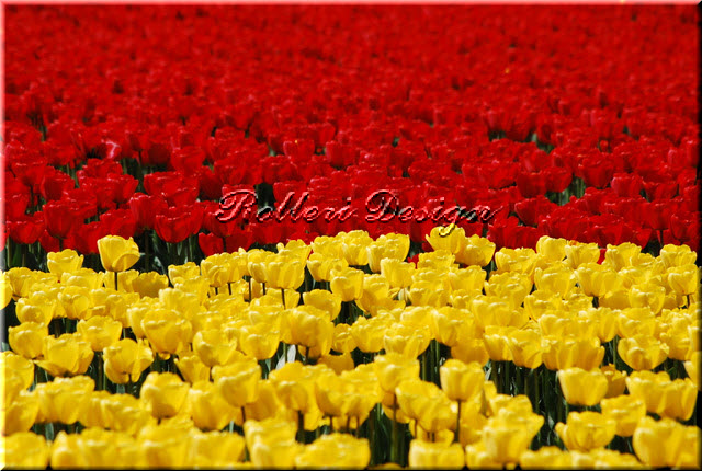Red-Yellow Tulips