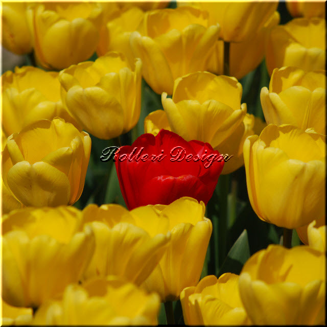 Red In Yellow Tulips