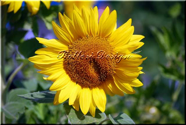 Sunflower