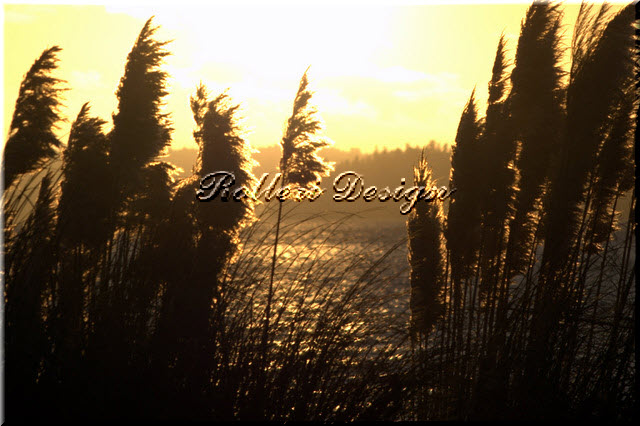 Sunset Through Grass