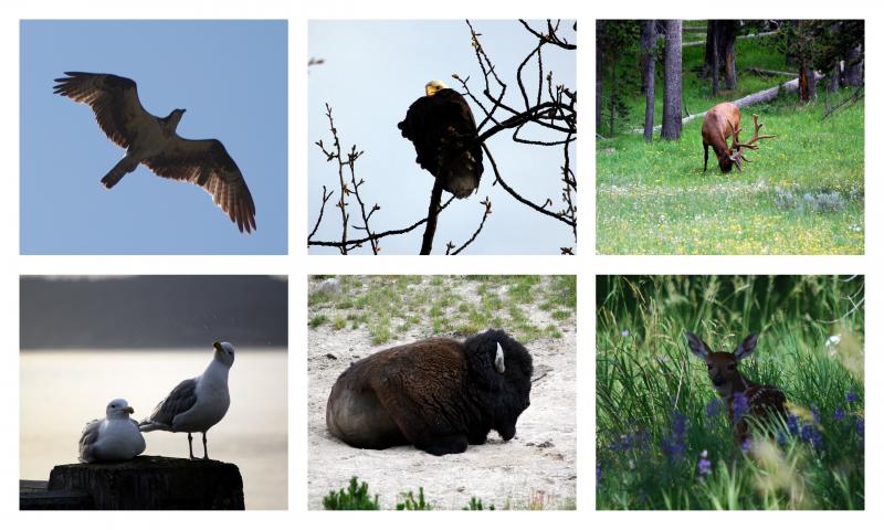 Wildlife