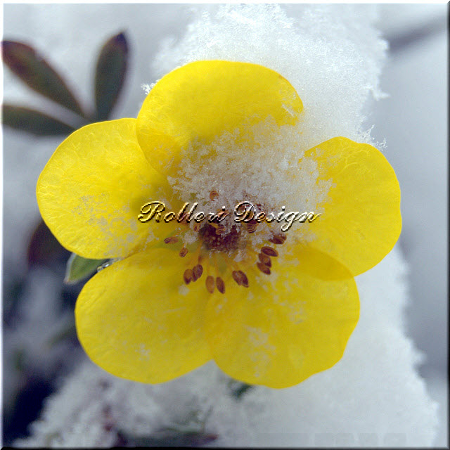 Yellow Daisy In Snow